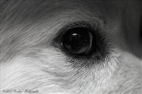 Dog Eye