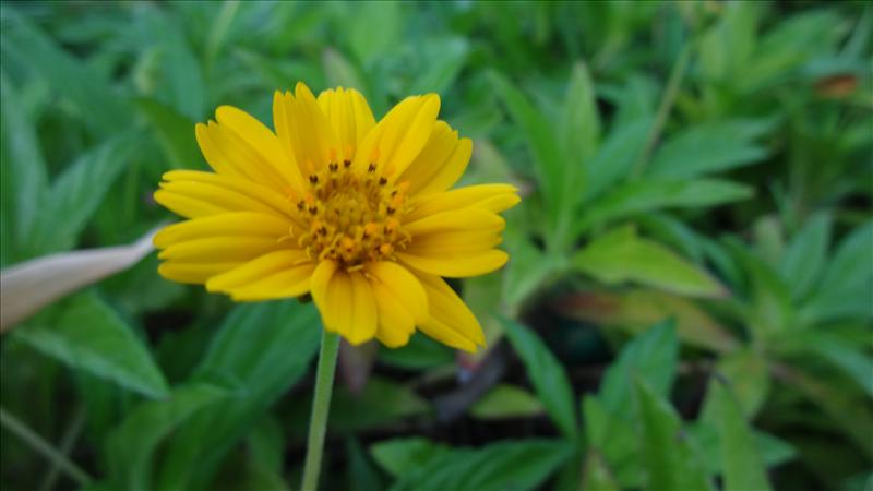 Yellow Flower