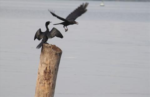 Cormorant