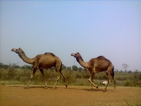 camels on street