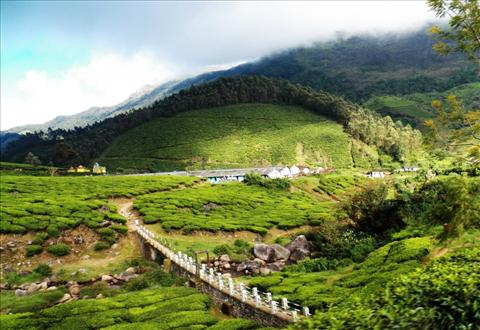 Landscape of tea estate