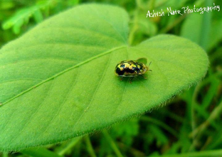 Bug on a Leaf