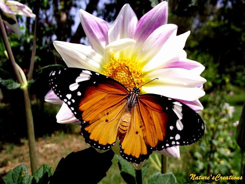 butterfly wid flower