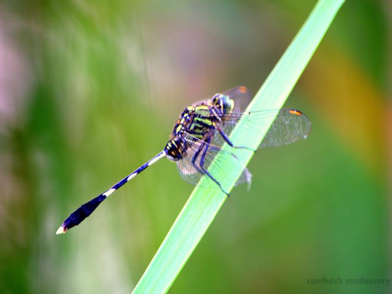 dragon fly