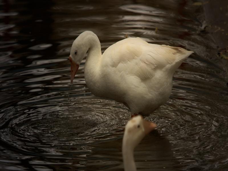 Duck Drinking Water