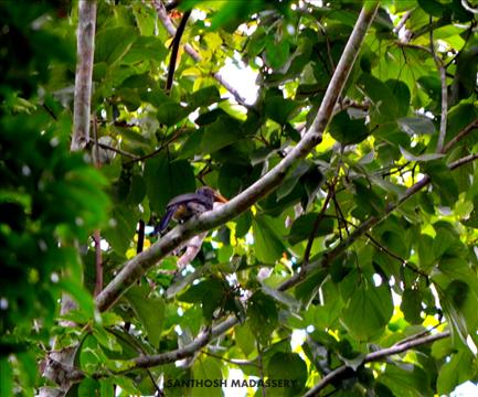 chimmini wildlife sanctuary
