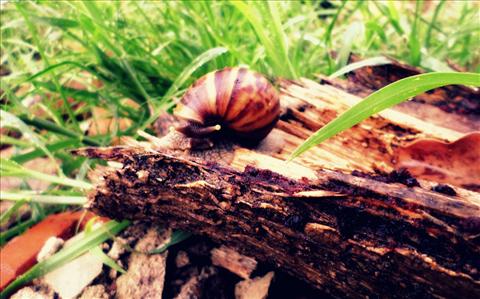 life+form