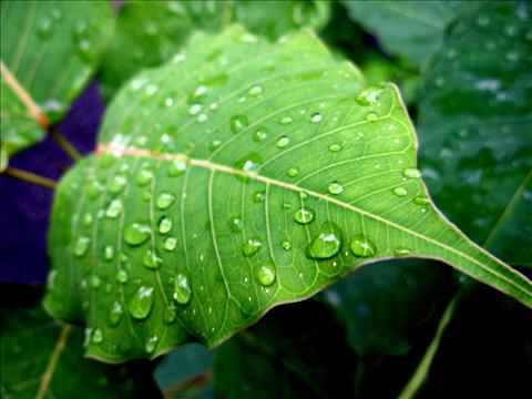 Leafy drops