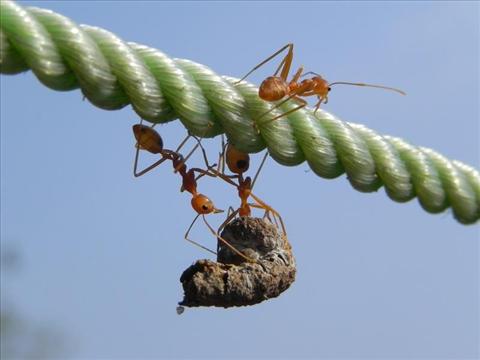 Red Ants: Team work