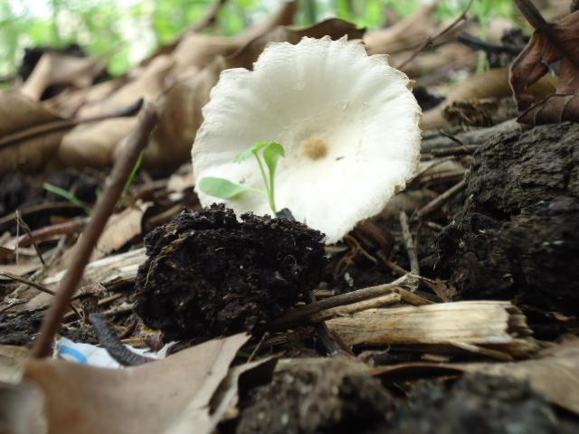 flower drop