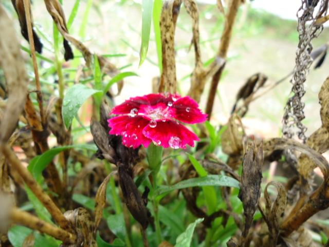 rain drop on red flower