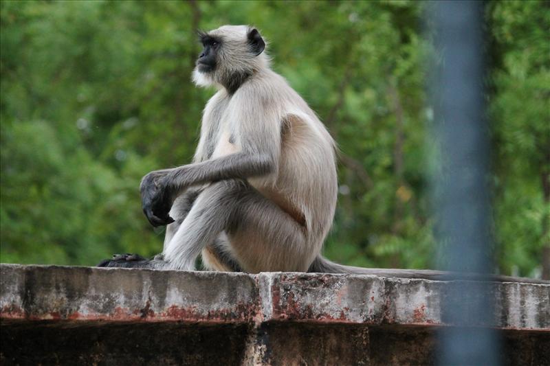 Langoor Sitting In a Human Style