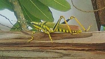 Grasshopper Poekilocerus pictus is a large brightly coloured grasshopper found in the indian subcontinent. grasshopper