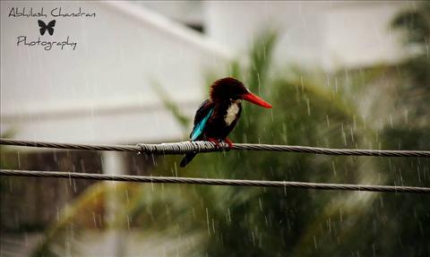 Kingfisher enjoying the Rain!