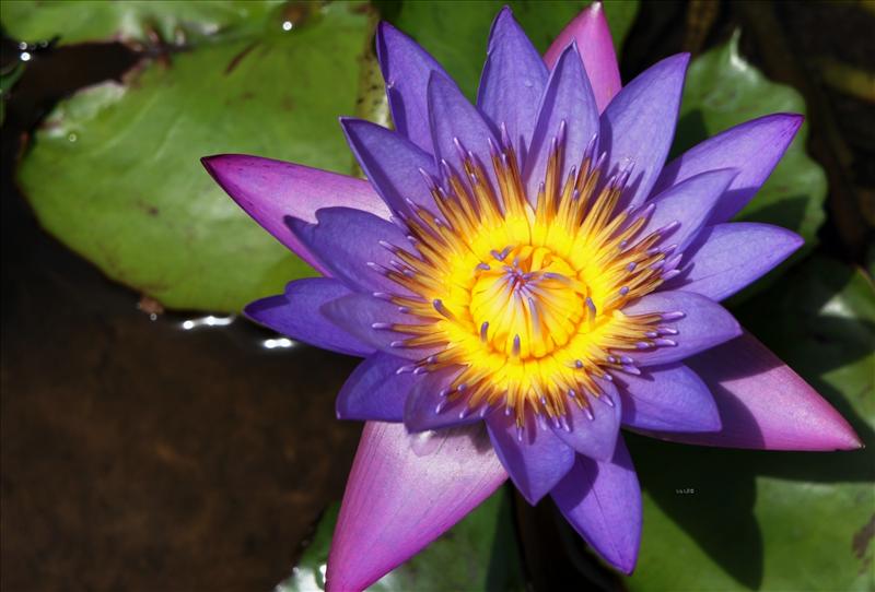 Water Lily