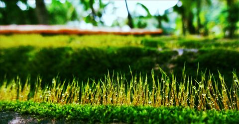 Grass Dews