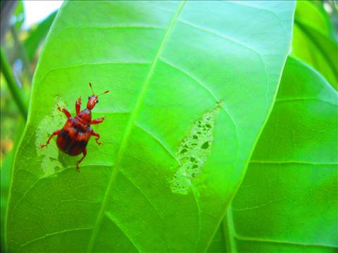 Red insect