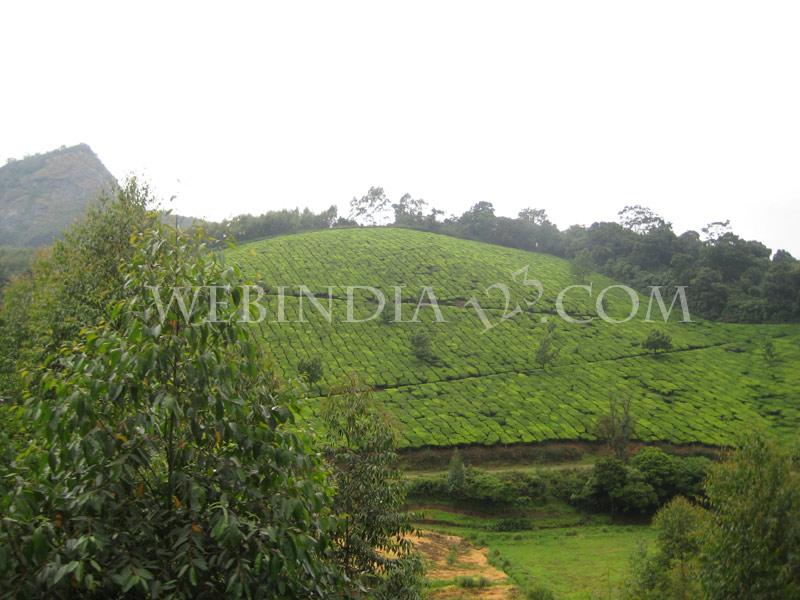 Munnar, Kerala