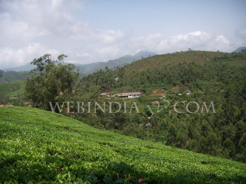 Munnar, Kerala