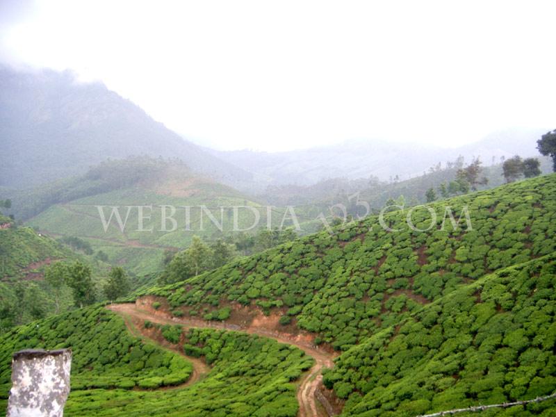 Munnar, Kerala