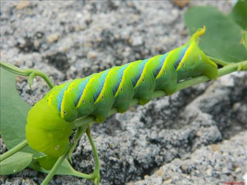 LARVA