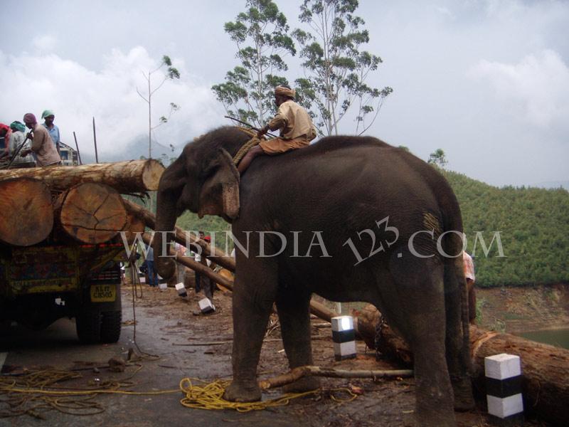 Elephant at Munnar, Kerala
