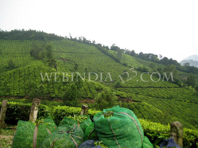 Munnar, Kerala