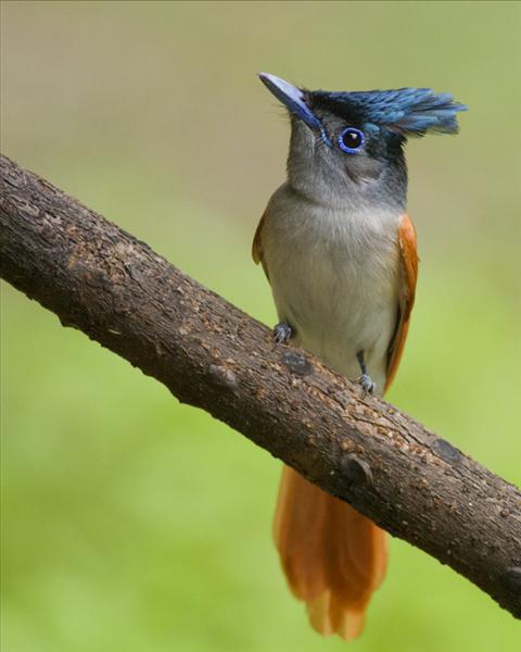 ASIAN PARADISE FLY CATCHER