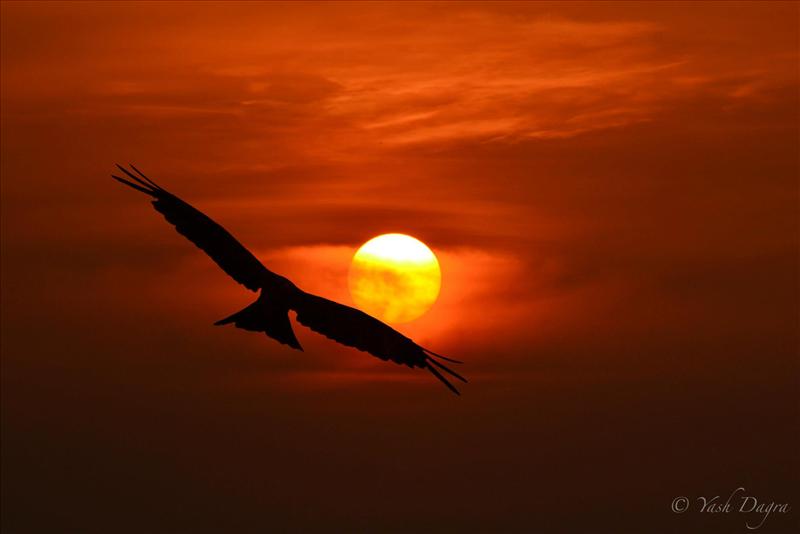 Free Bird