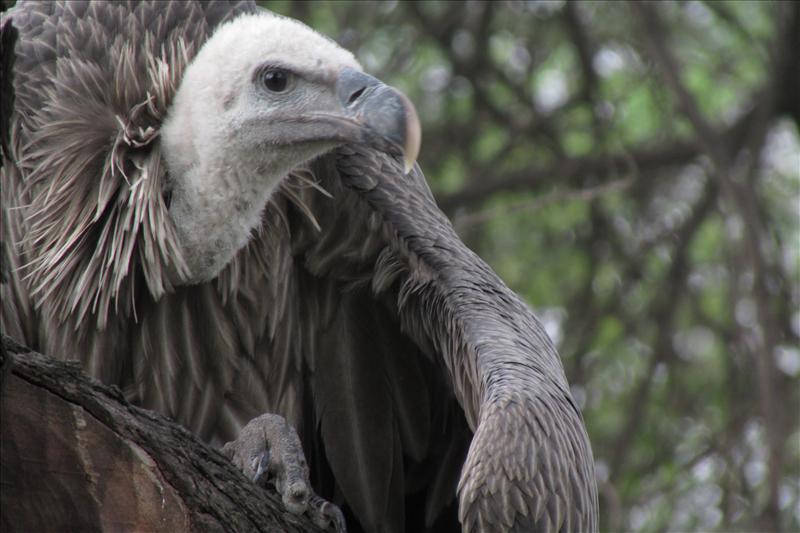 beauty of a bird