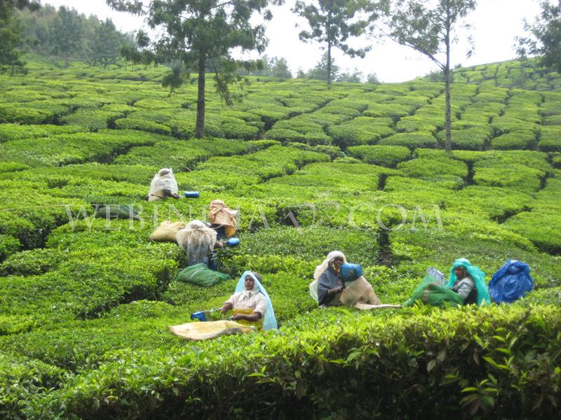 Munnar, Kerala