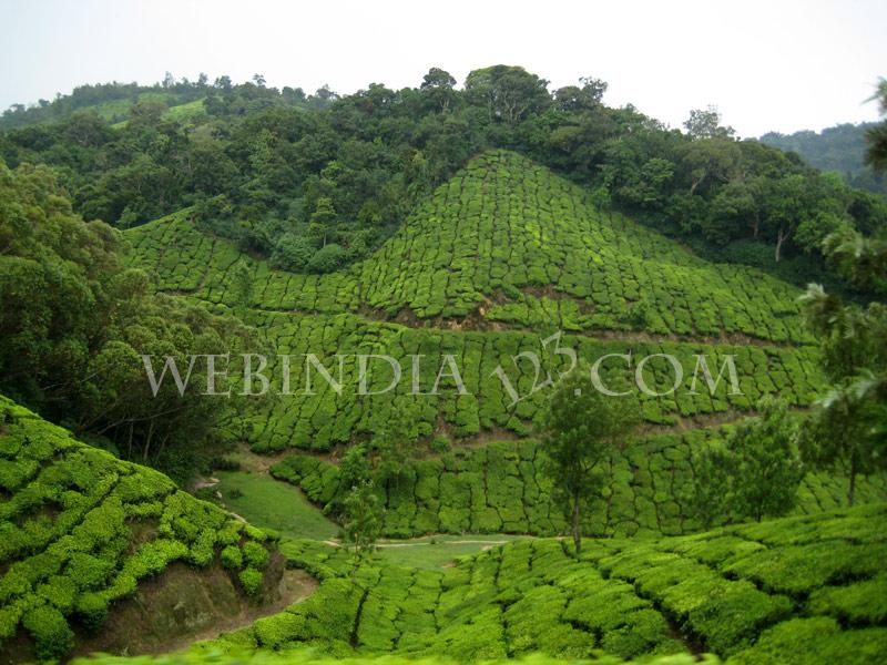 Munnar, Kerala