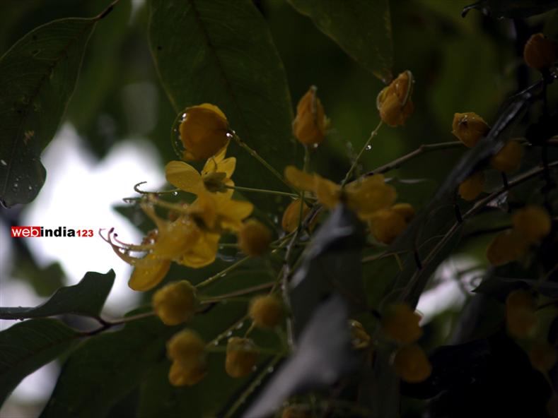 Kanikkonna or Golden Shower Tree (Cassia fistula)