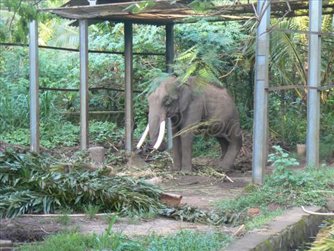 A handicapped Elephant at Guruvayur Aanakota