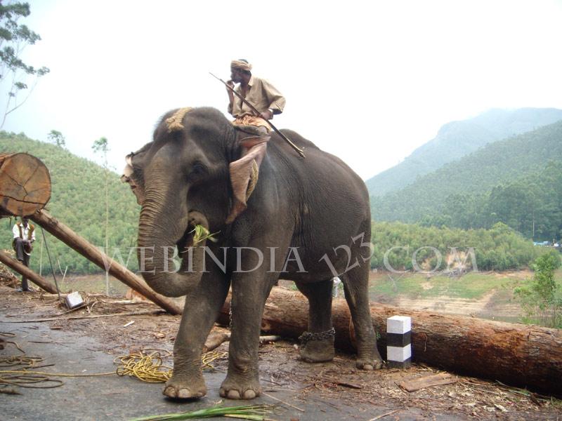 Munnar, Kerala