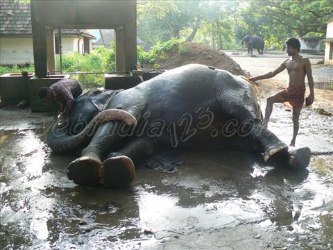 Bathing elephant at Elephant at Guruvayur Aanakota