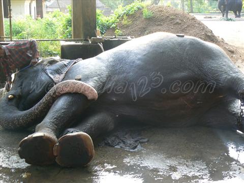 Bathing elephant at Elephant at Guruvayur Aanakota
