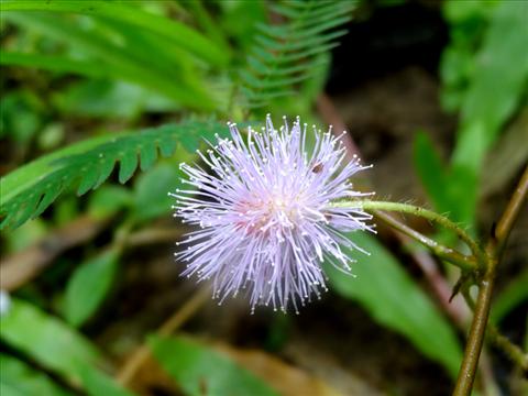 Mimosa pudica (Thottavadi)