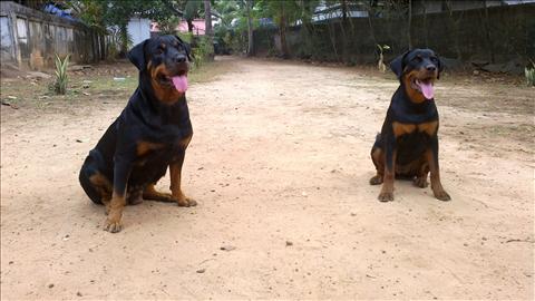 Rottweilers.....