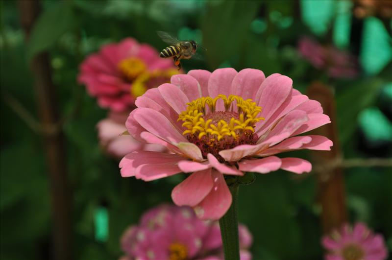 Flower with bee