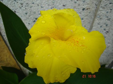 canna flower
