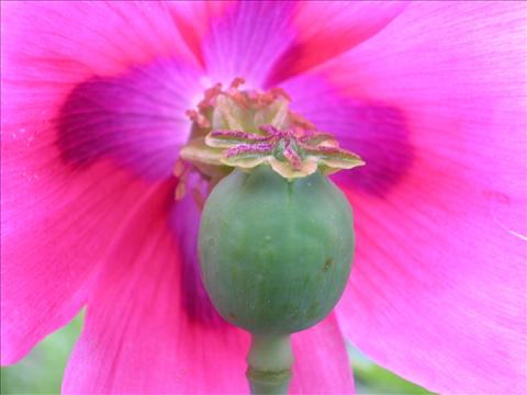 The Poppy Flower And The Fruit