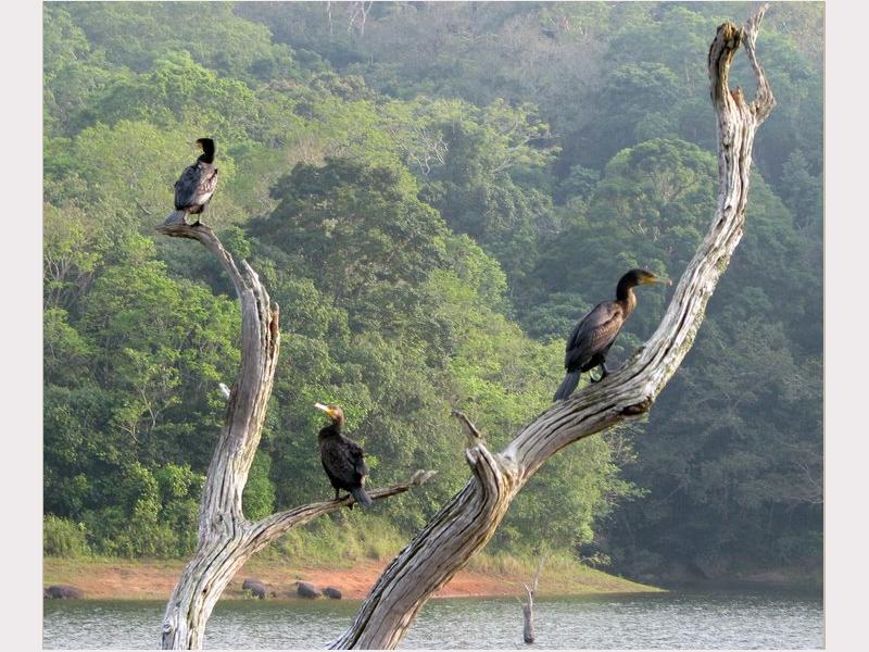 Periyar National Park and Tiger Reserve, Thekkady, Idukki , Kerala