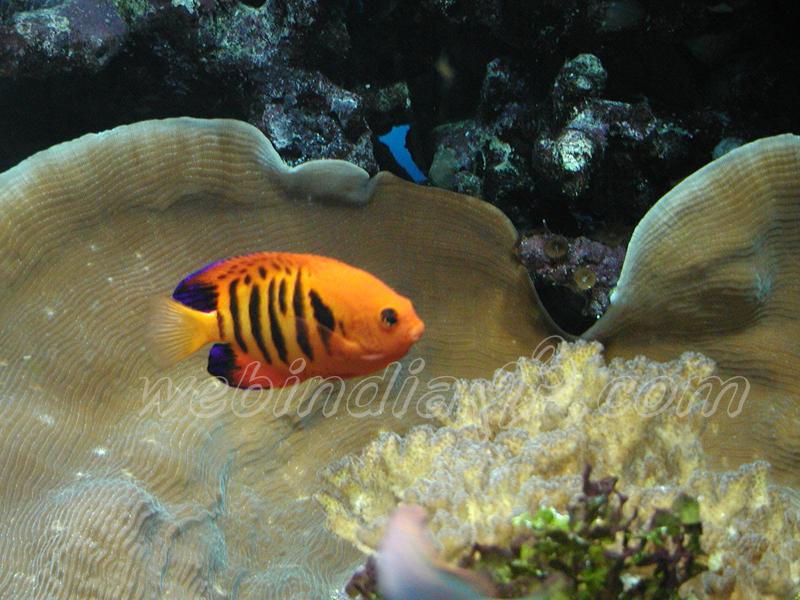 Aquarium - USA