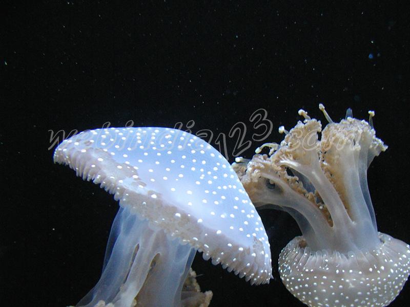 Aquarium - USA