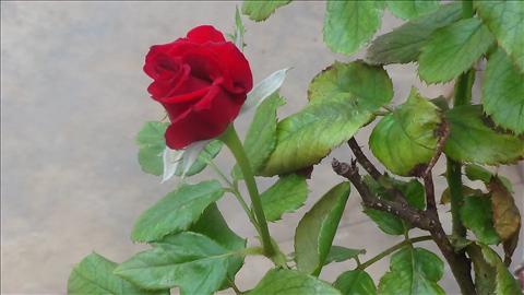 red rose for loved one <3