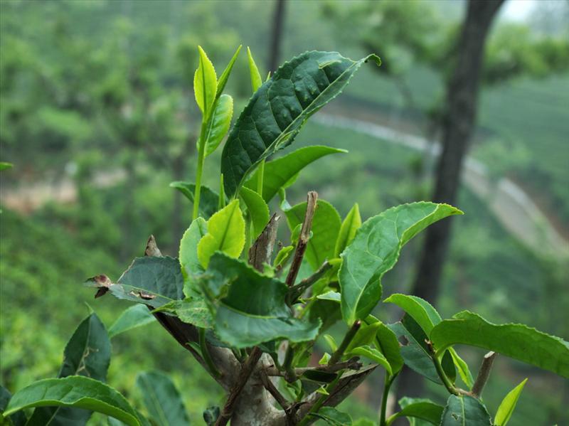 Tea bud with Ooty at background