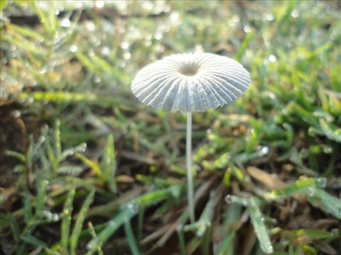 Emerging Mushroom
