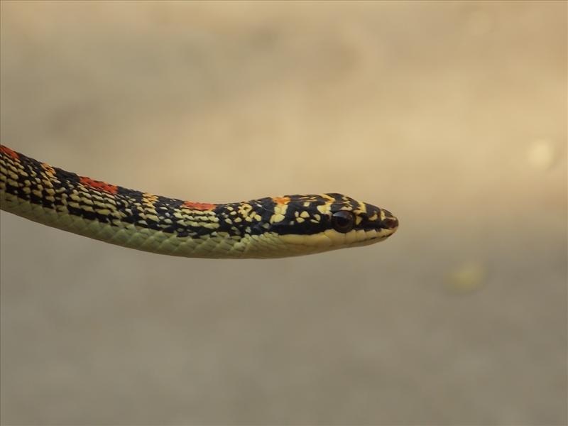 desi snake