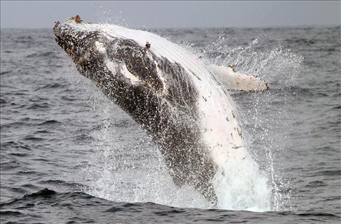 Humpback